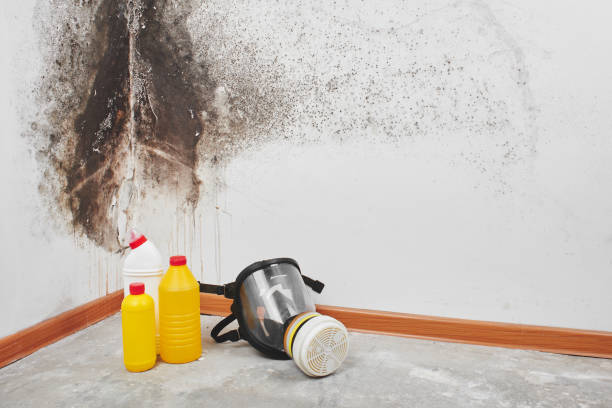 Best Mold Removal Company Near Me  in Bardmoor, FL