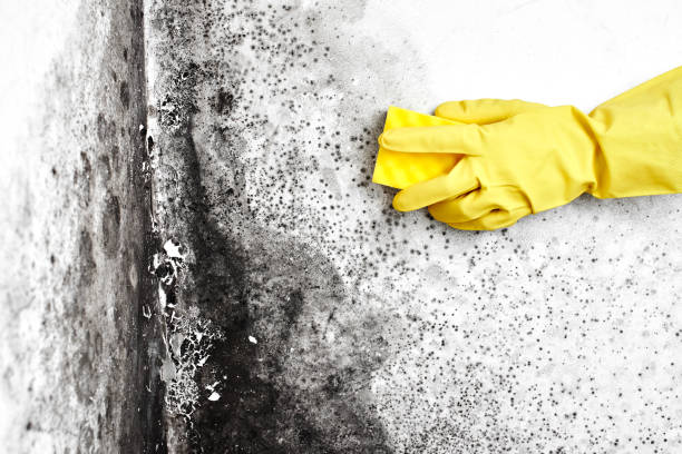 Best Emergency Mold Removal  in Bardmoor, FL