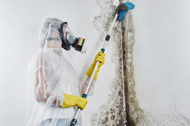 Attic Mold Removal in Bardmoor, FL
