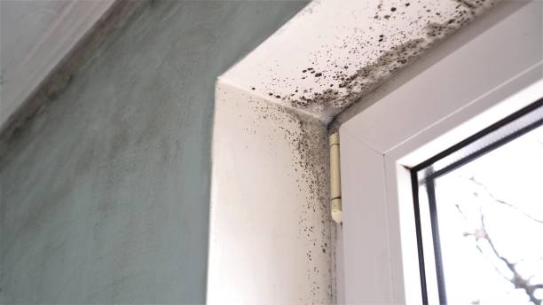 Best Fast Mold Removal  in Bardmoor, FL