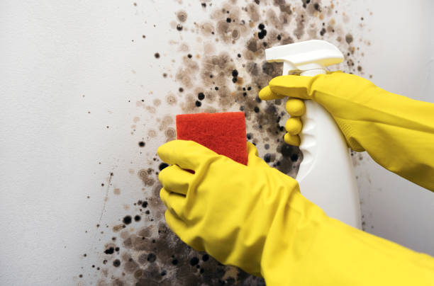 Best Home Mold Removal  in Bardmoor, FL