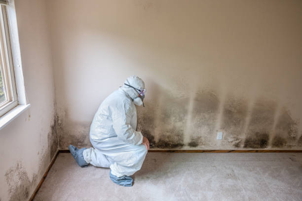 Best Fast Mold Removal  in Bardmoor, FL