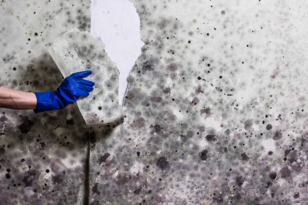 Best Residential Mold Removal  in Bardmoor, FL