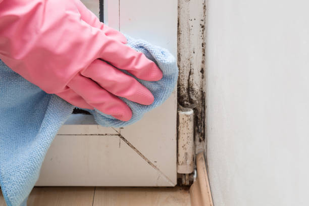 Best Toxic Mold Removal  in Bardmoor, FL